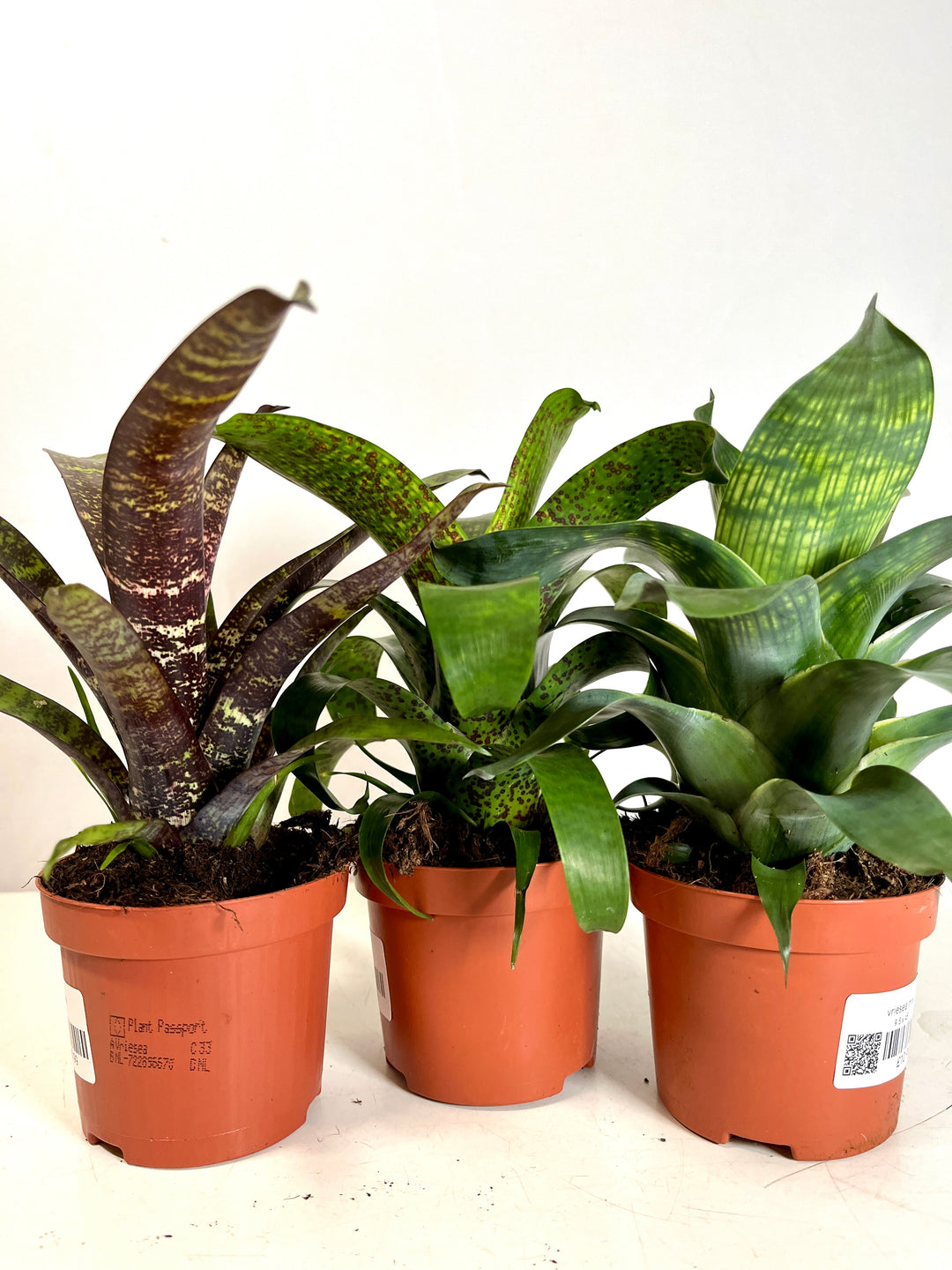Vriesea Mix