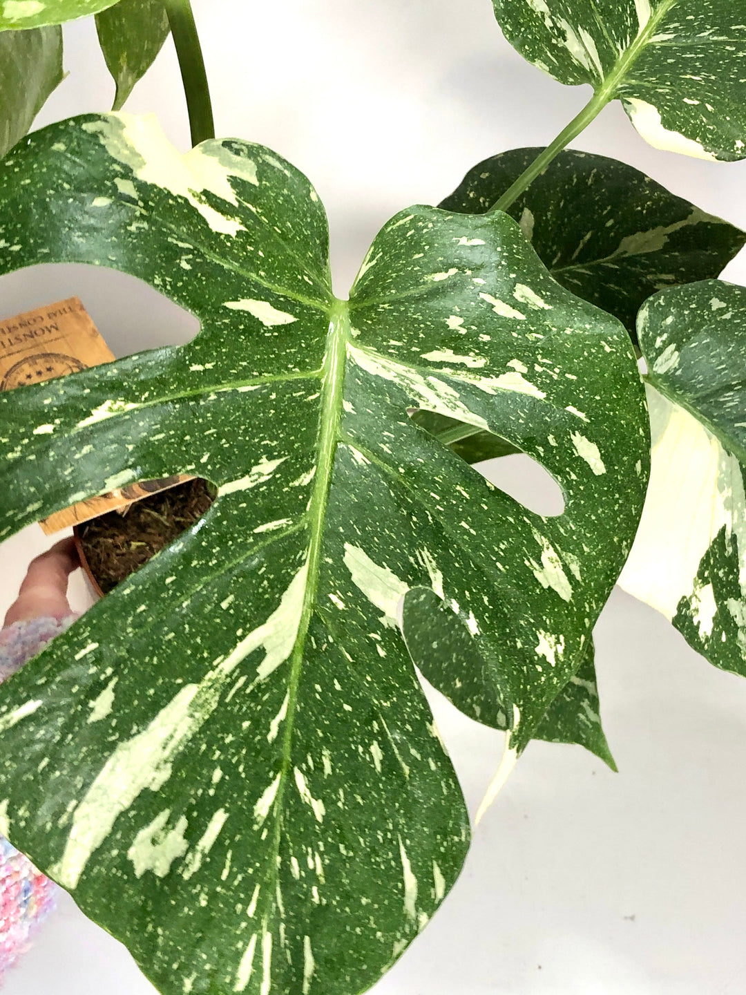 Monstera Thai Constellation