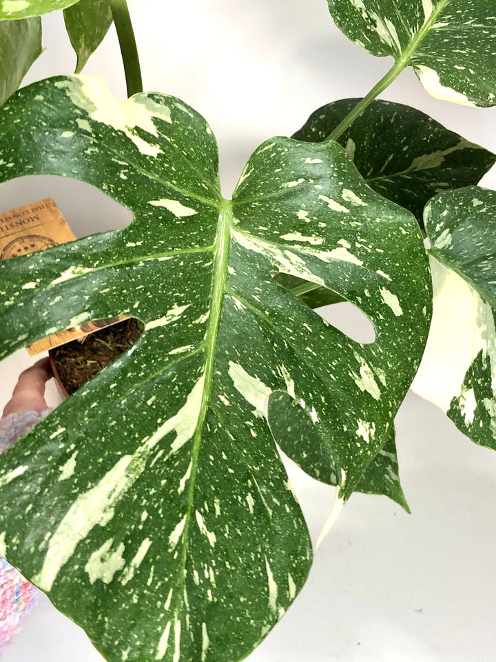Monstera Thai Constellation