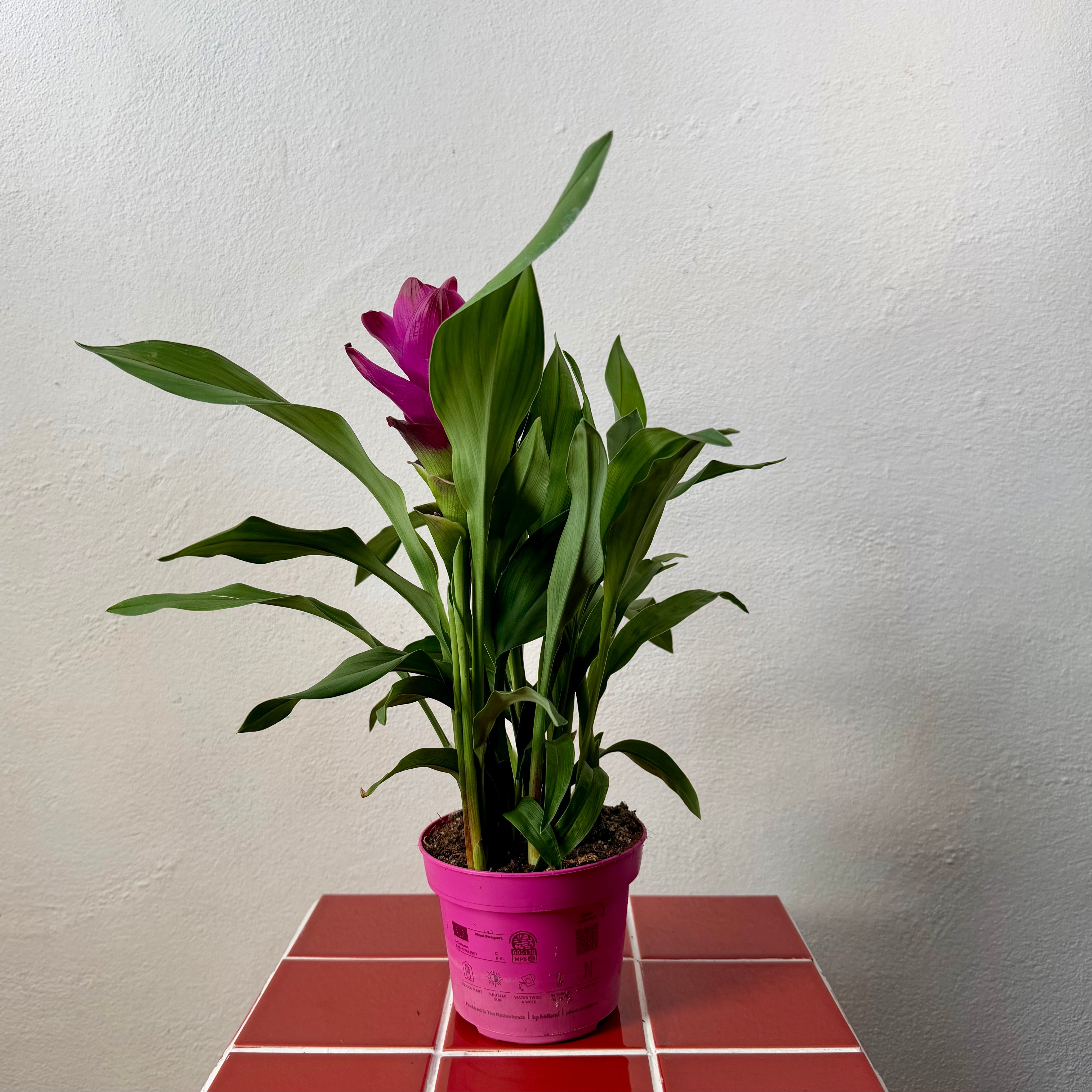 Houseplants