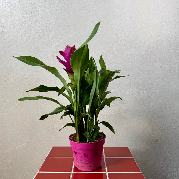 Curcuma alismatifolia ‘Siam Sublime’ – Siam Tulip