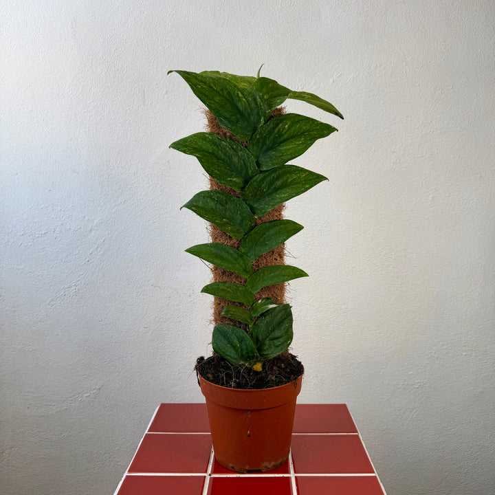 Rhaphidophora Korthalsii Variegata