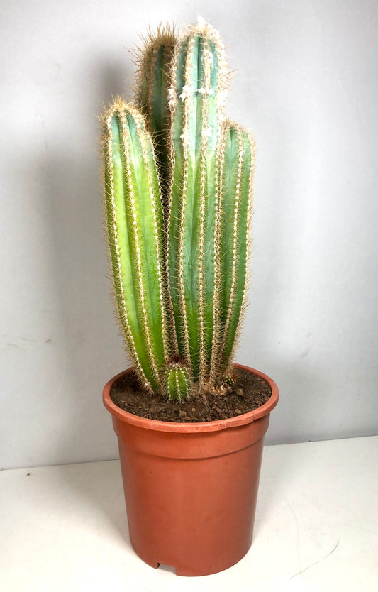 Pilosocereus azulensis - Pilosocereus azureus - blue torch cactus