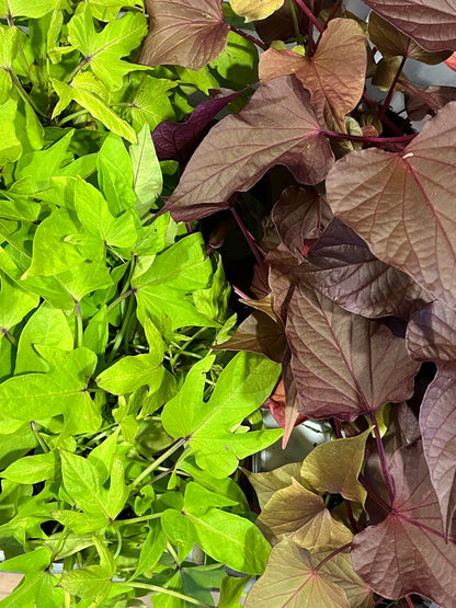 ipomea batatas - Sweet potato vine