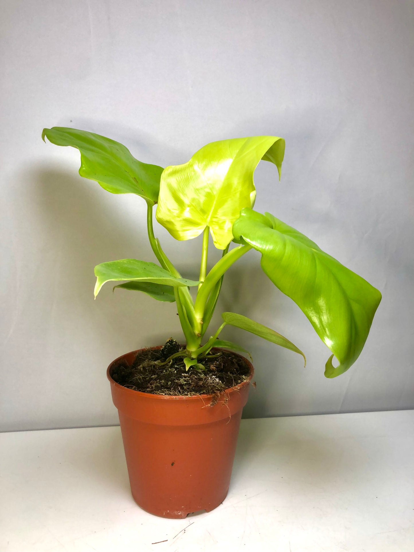 Philodendron Golden Violin