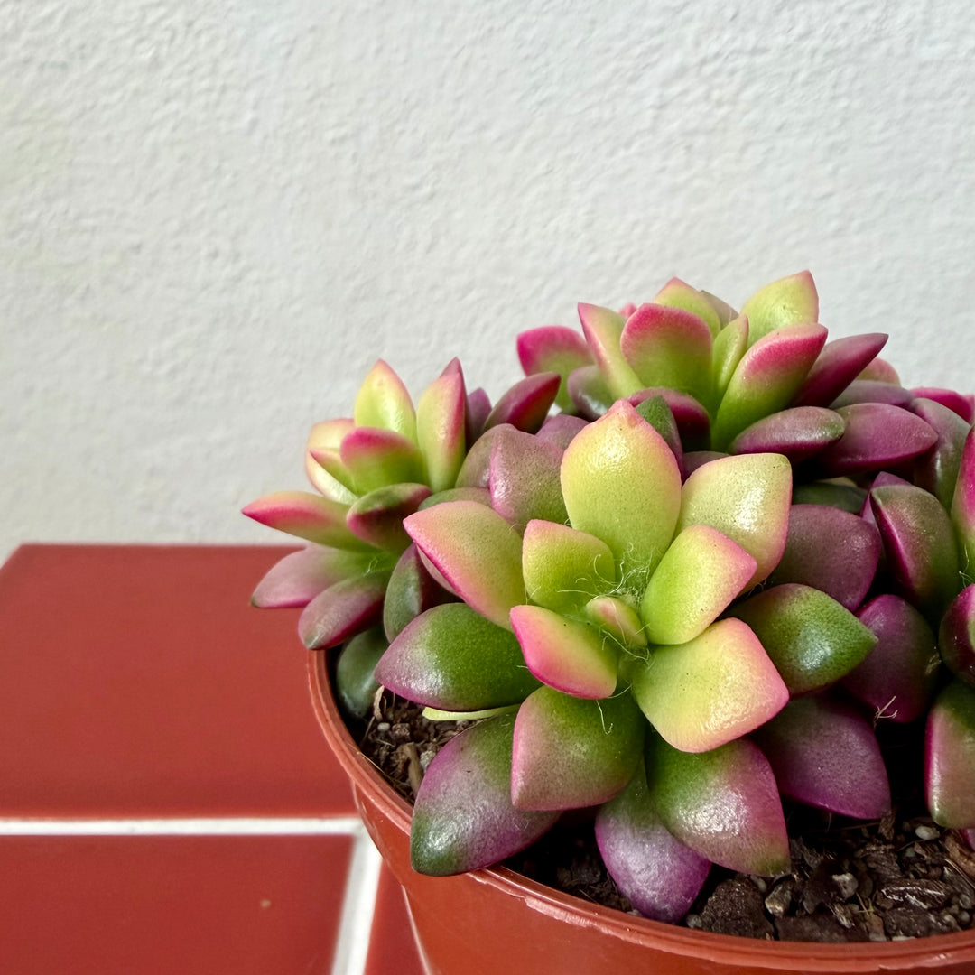 Anacampseros ‘Sunrise’ – Sunrise Succulent
