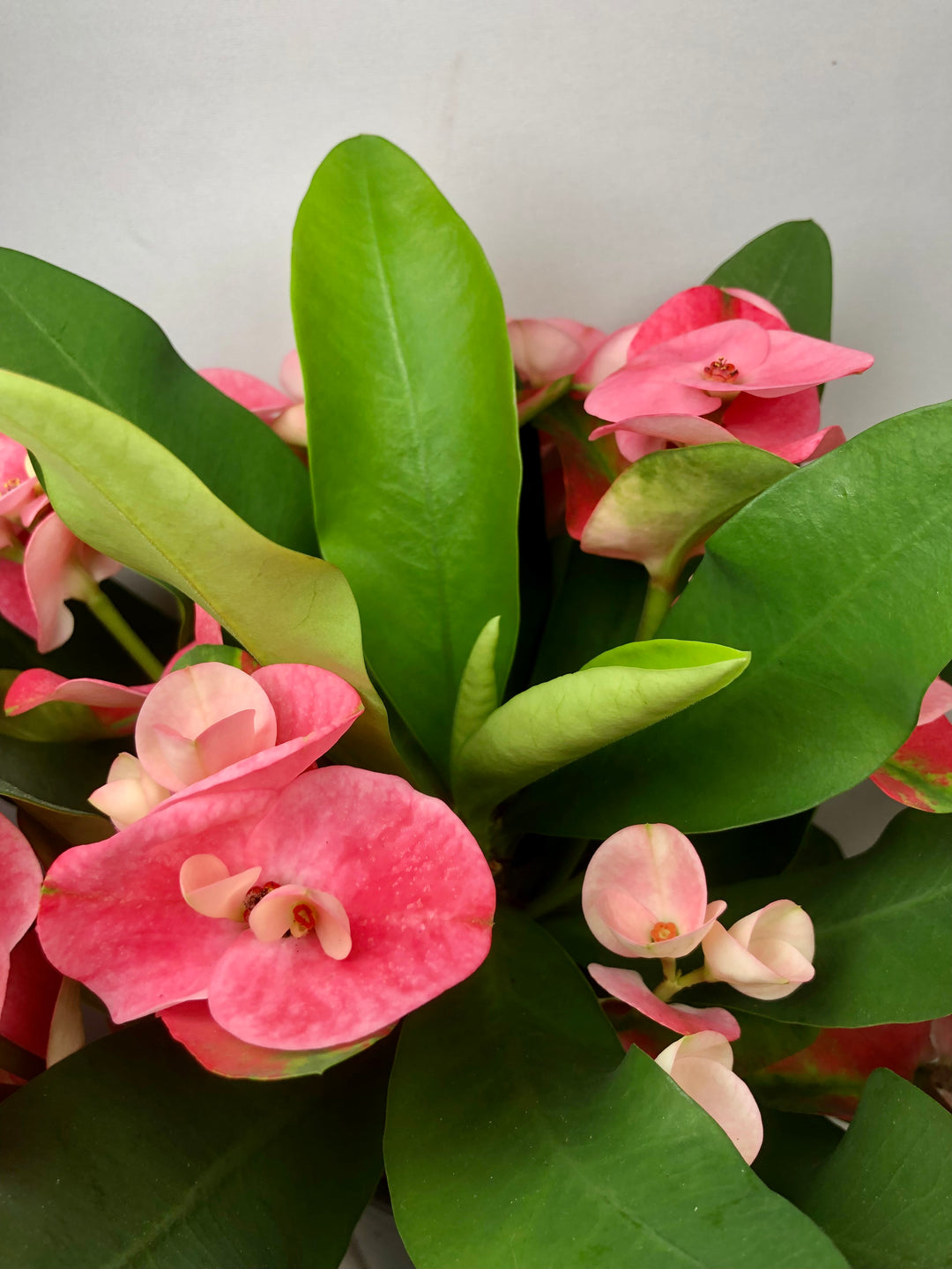 Euphorbia Milii Charlotte - Crown of thorns