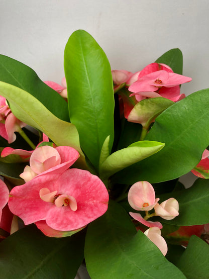 Euphorbia Milii Charlotte - Crown of thorns