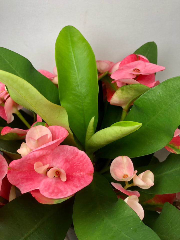 Euphorbia Milii Charlotte - Crown of thorns