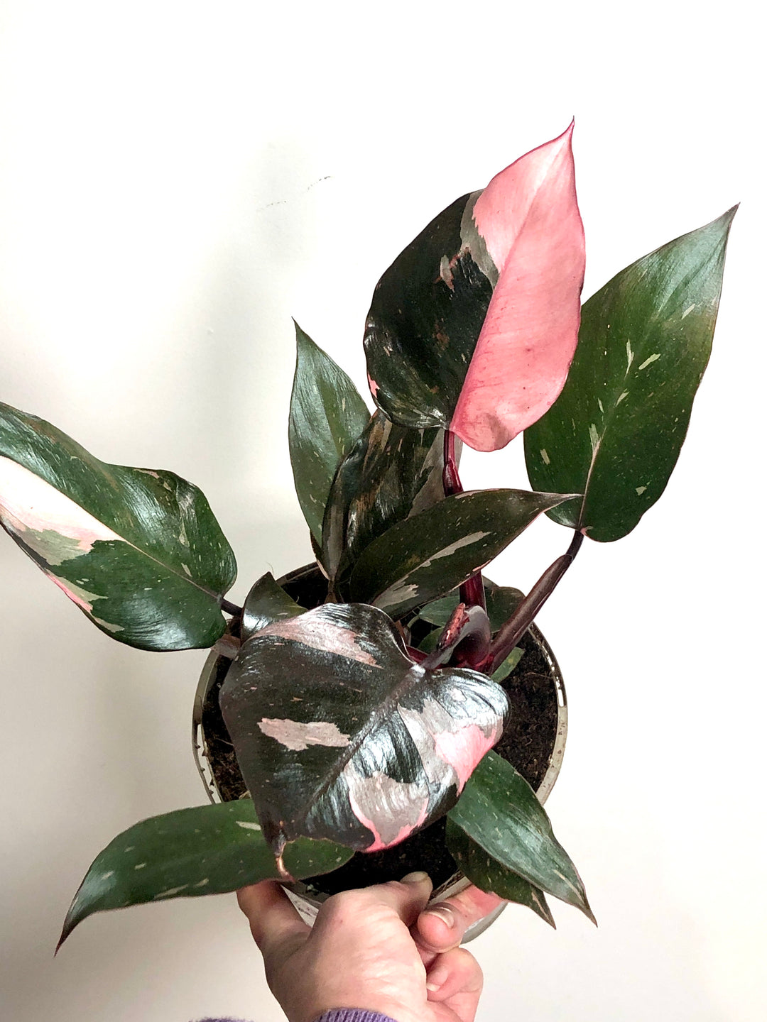Philodendron Pink Princess