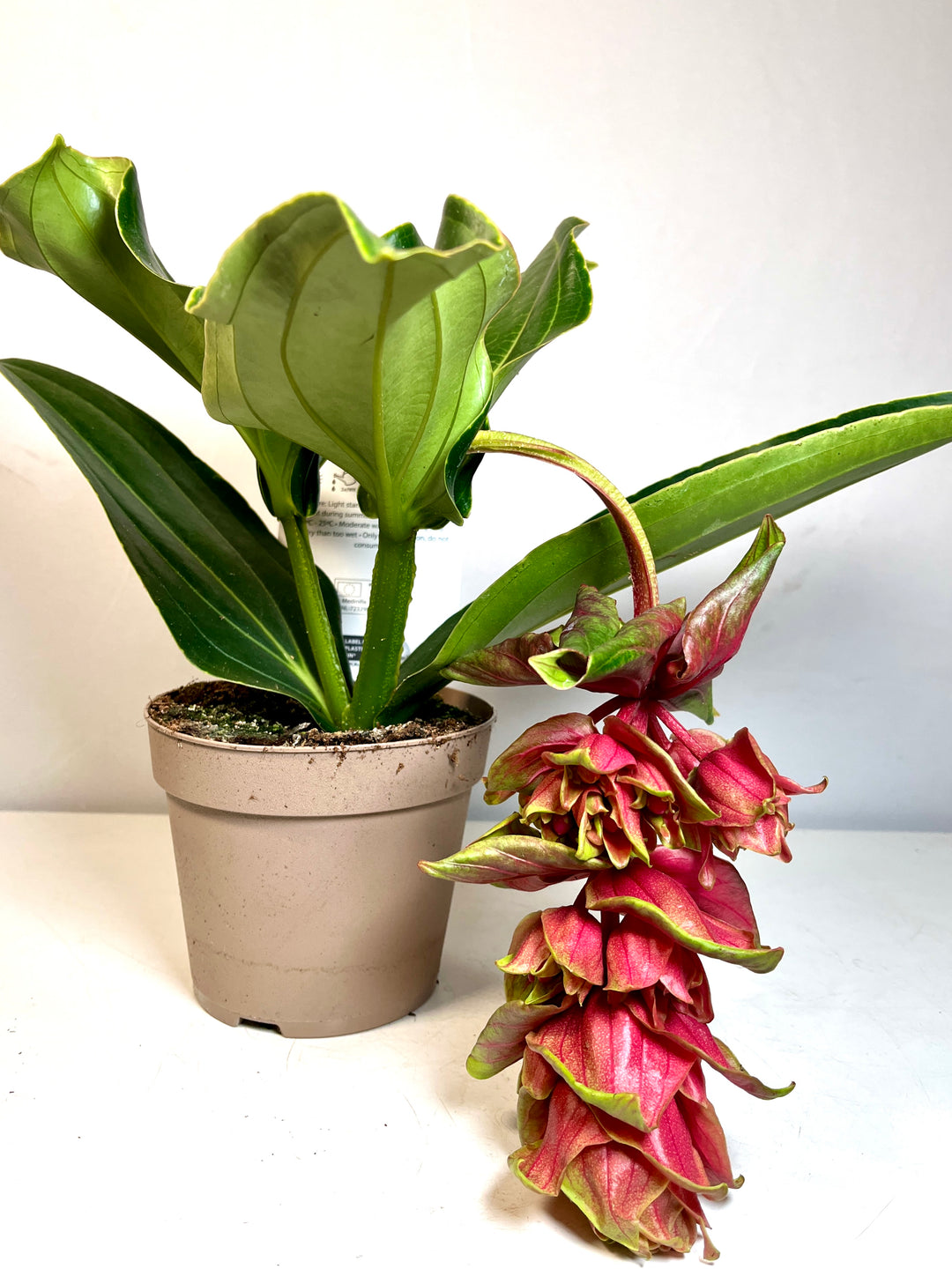 Medinilla Dolce Rossa