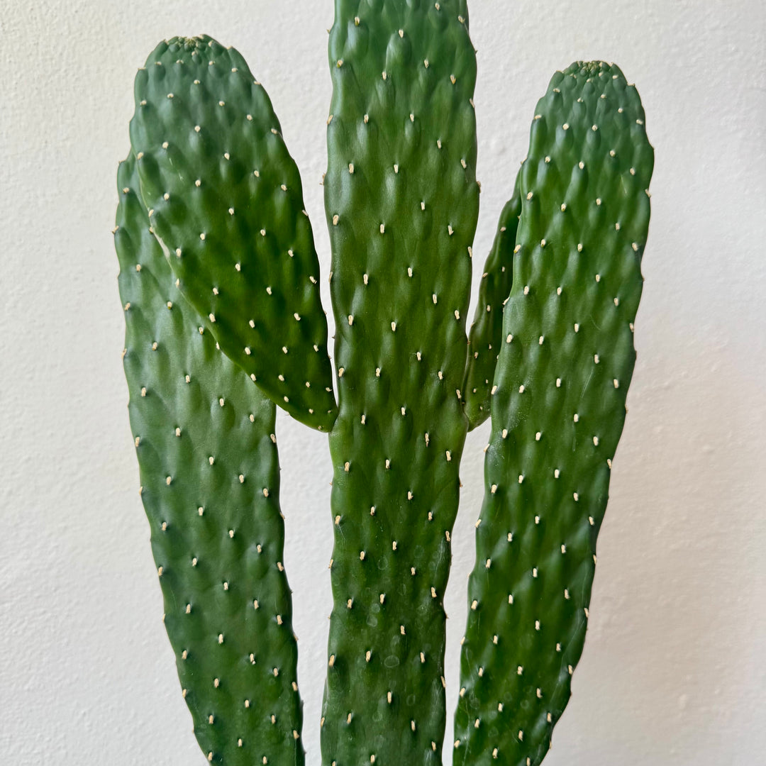 Opuntia 'Azure' - Blue Prickly Pear Cactus