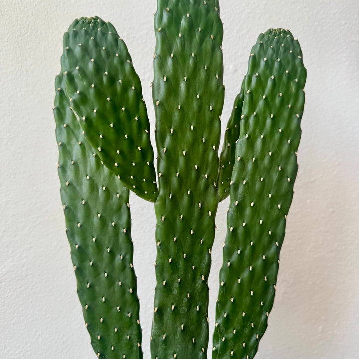 Opuntia 'Azure' - Blue Prickly Pear Cactus