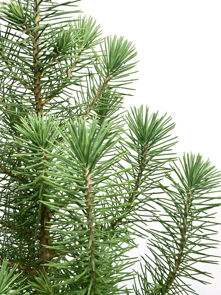 Pinus Silver Crest