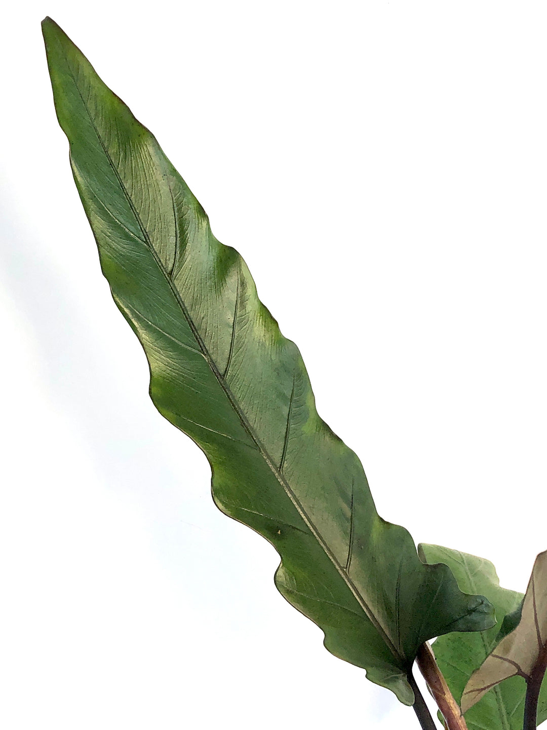 Alocasia Lauterbachiana