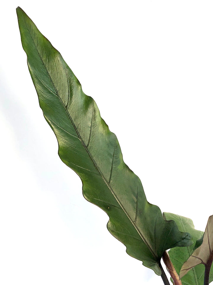 Alocasia Lauterbachiana