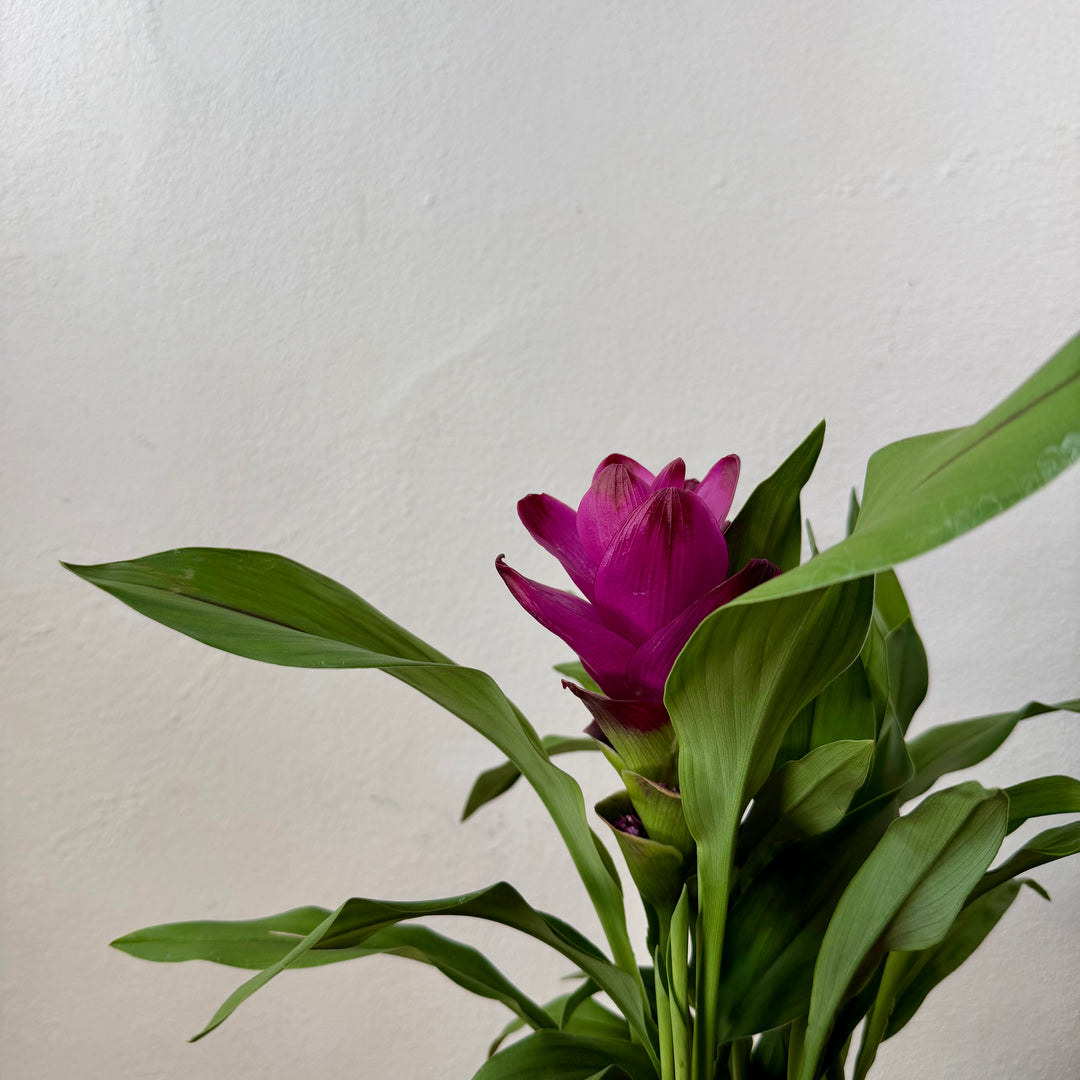 Curcuma alismatifolia ‘Siam Sublime’ – Siam Tulip