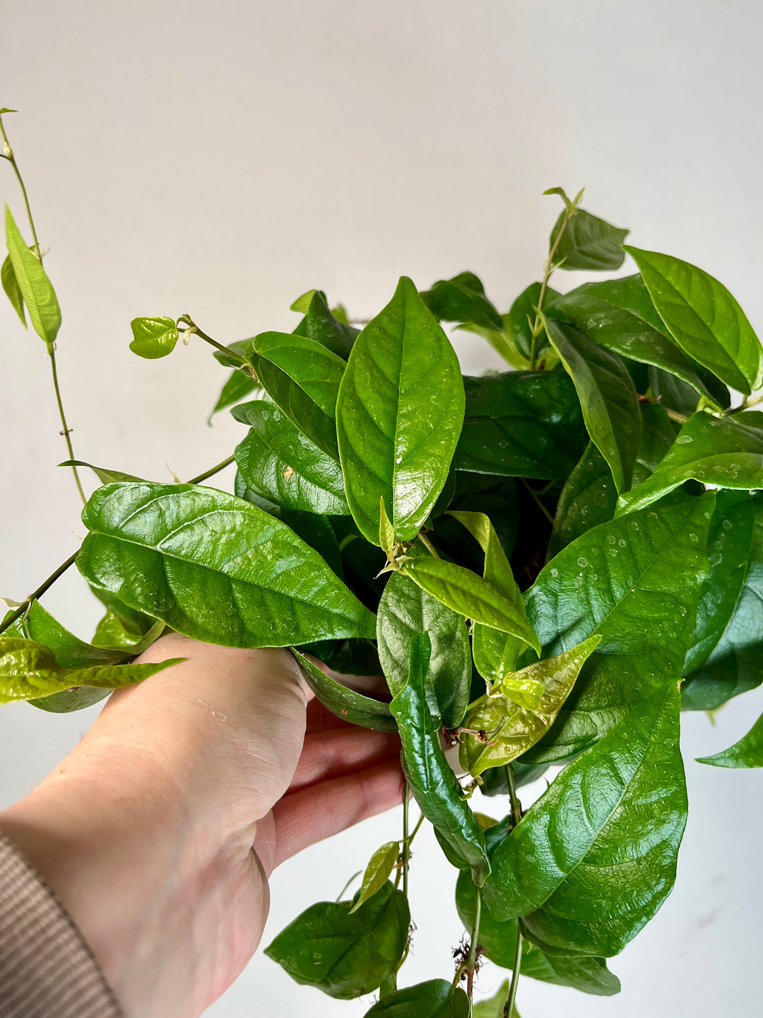 Ficus Pumila