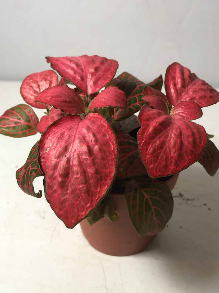Fittonia Mix -Pink Diamond
