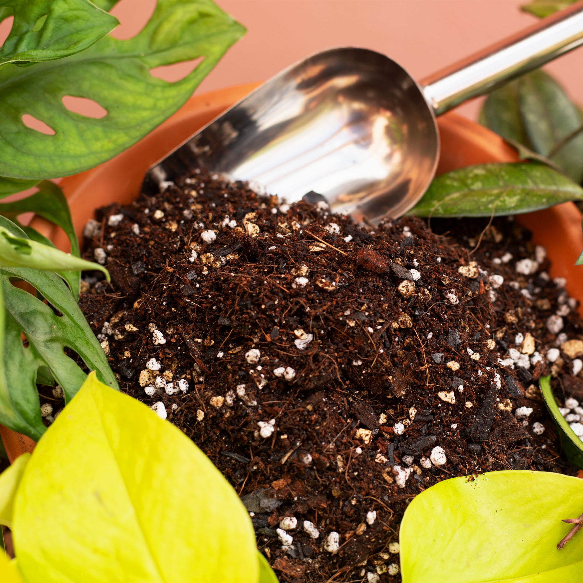 The Airy Aroid – Chunky Soil Mix for Monsteras & Philodendrons
