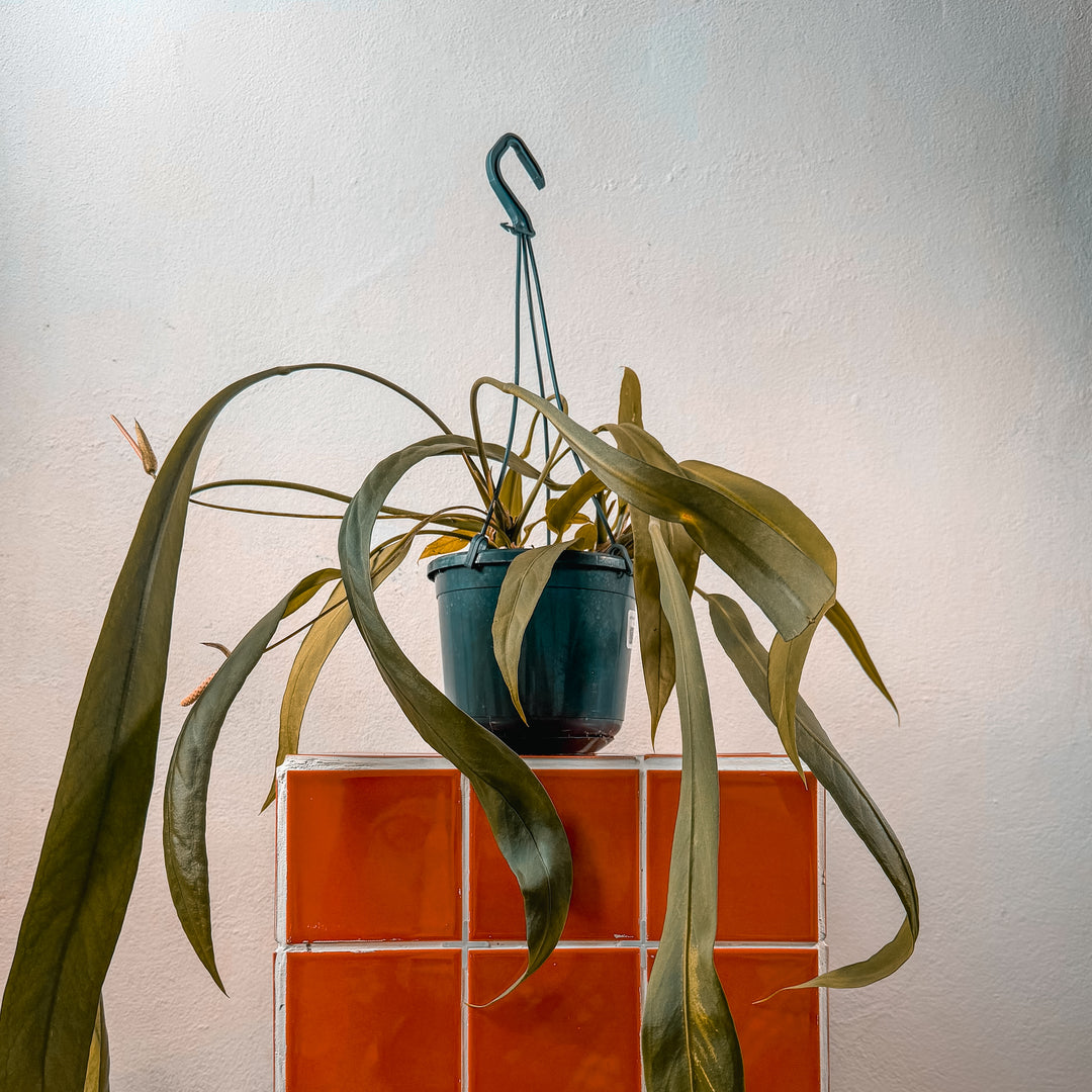 Anthurium vittarifolium on top of tiled plinth