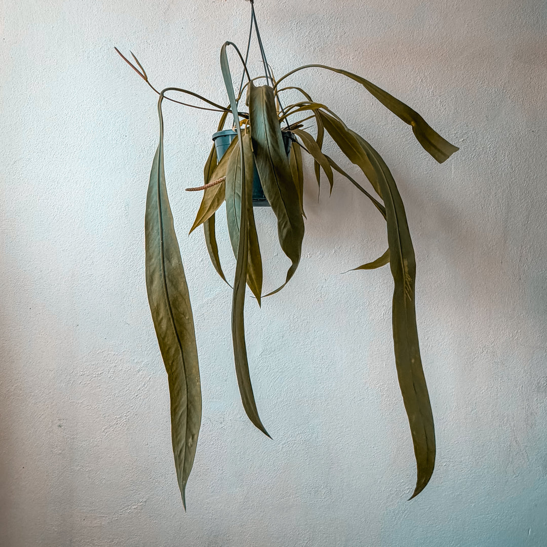 Anthurium_vittarifolium suspended in the air