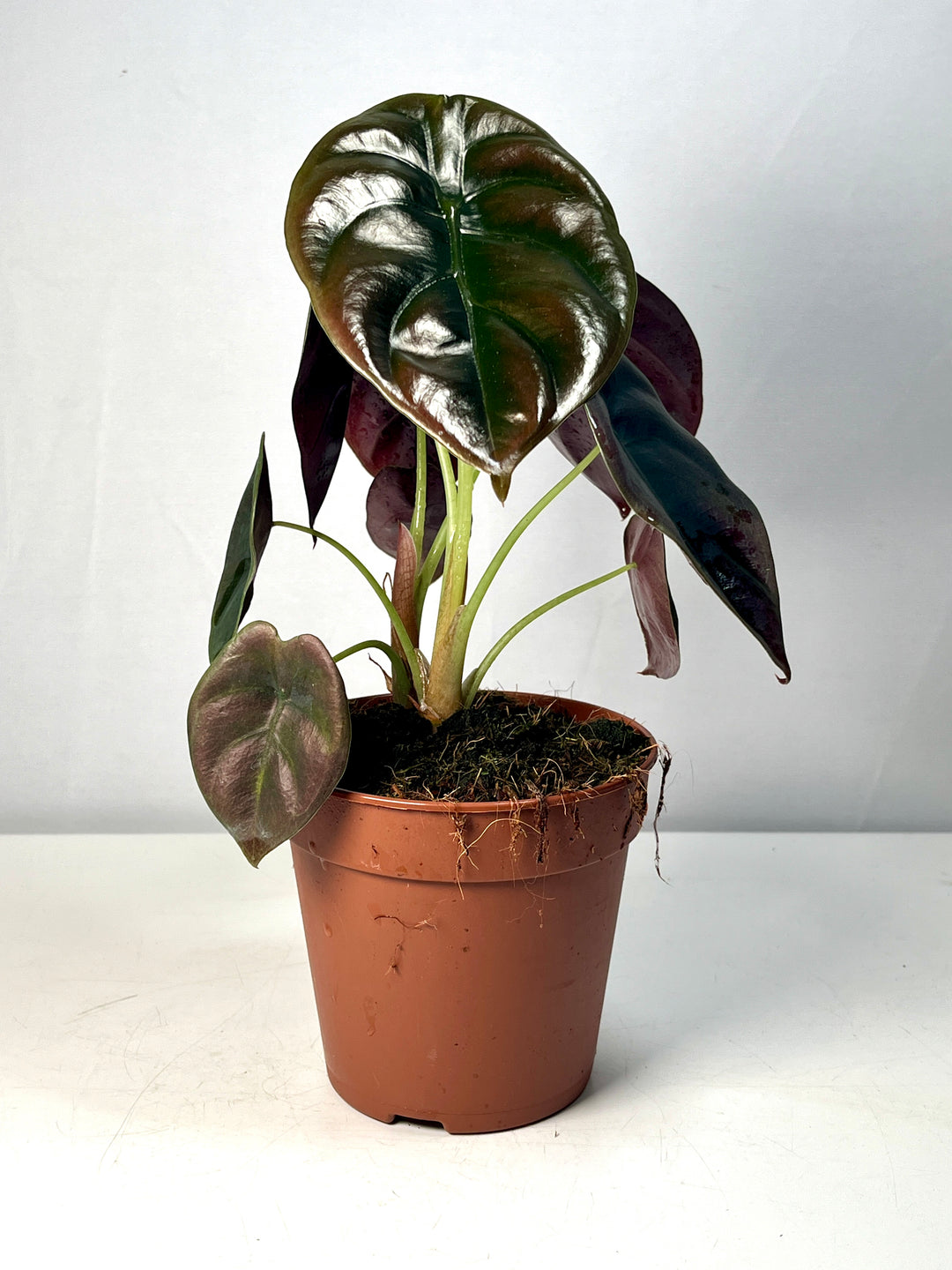 Alocasia Cuprea Red Secret