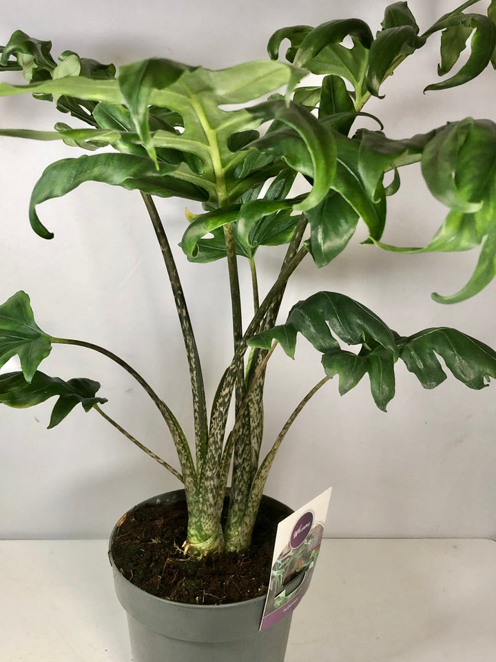 Alocasia brancifolia - Serpent's Tail