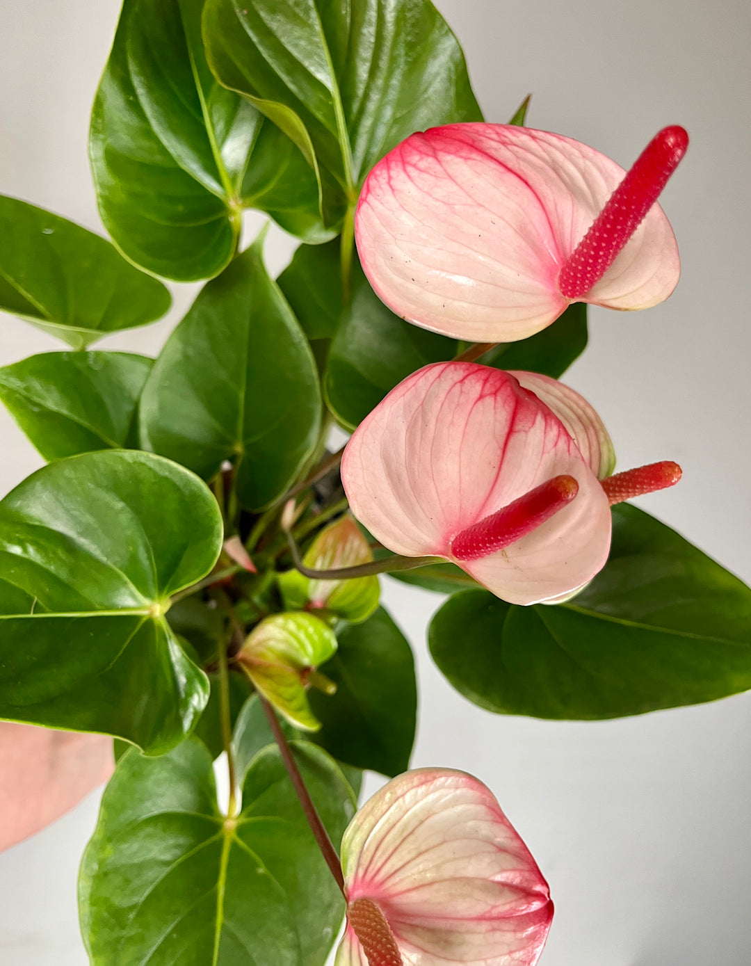 Anthurium 'Princess Amalia Elegance'