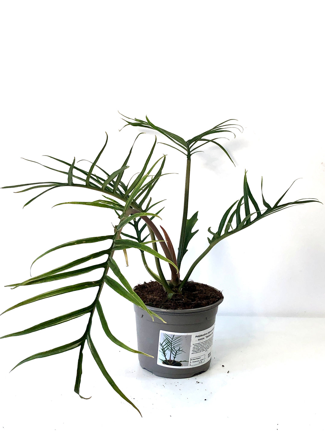 philodendron bipinnatifidum kaufen Philodendron Bipinnatifidum Tortum – Plant Studio