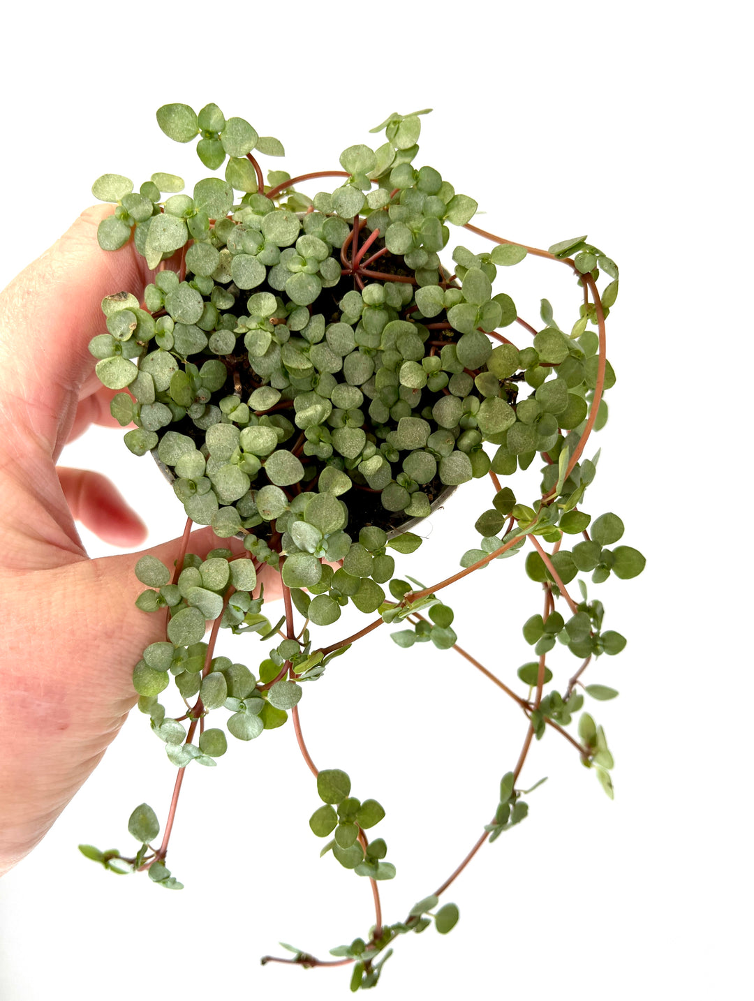 Pilea Glaucophylla Greyzy