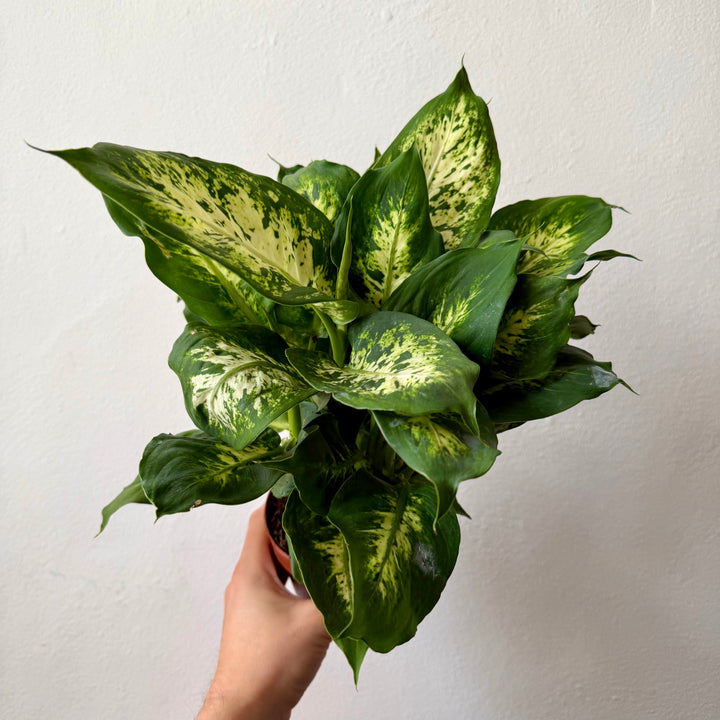 Dieffenbachia Compacta