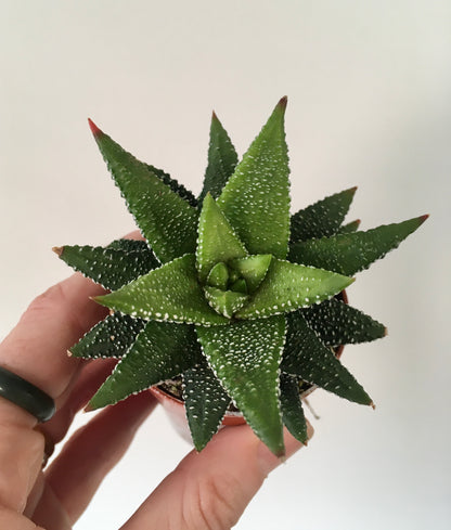 Haworthia mix