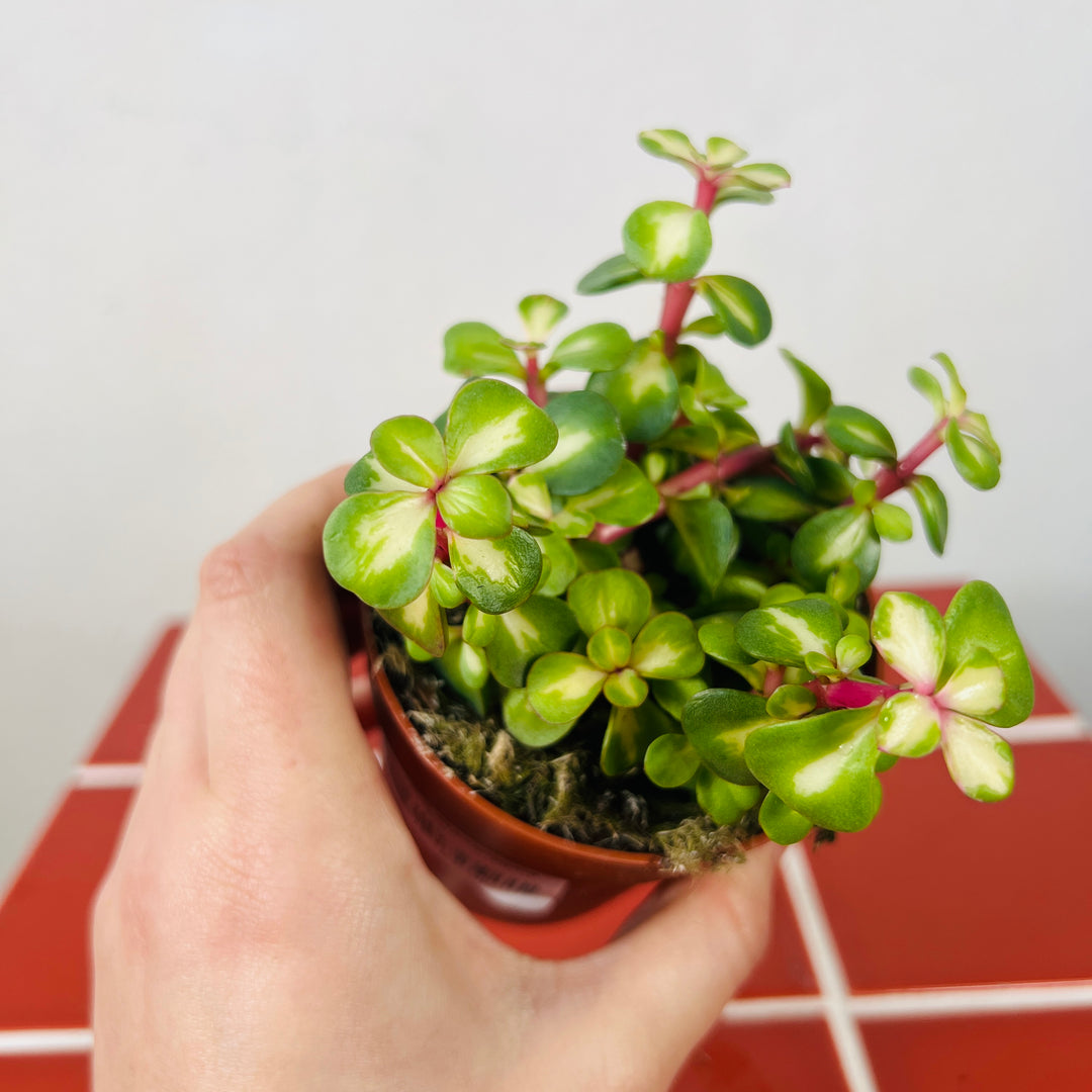 Portulacaria Afra Variegata - Rainbow Bush