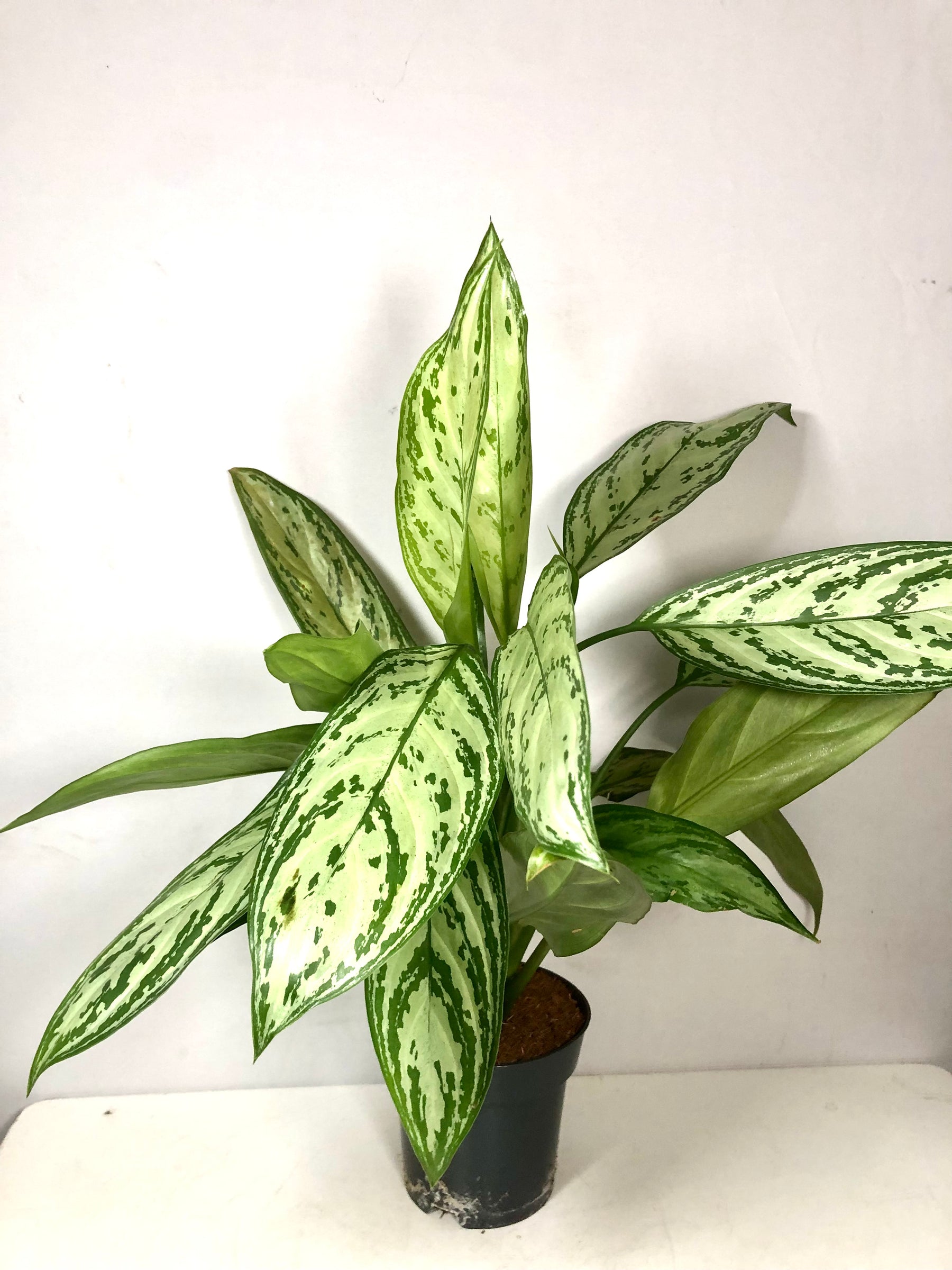 aglaonema bryant queen Aglaonema Silver Queen – Plant Studio