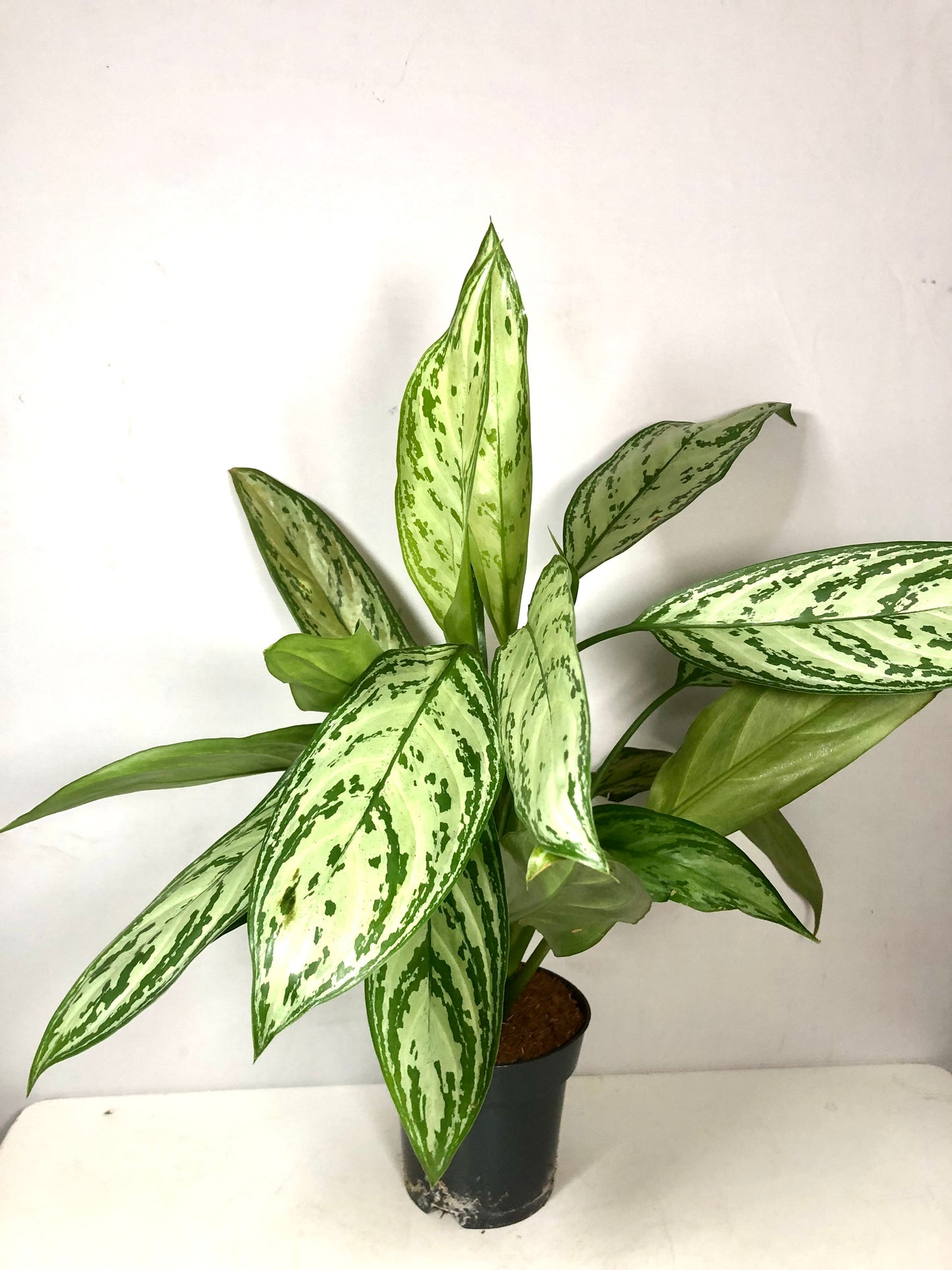 Aglaonema Silver Queen