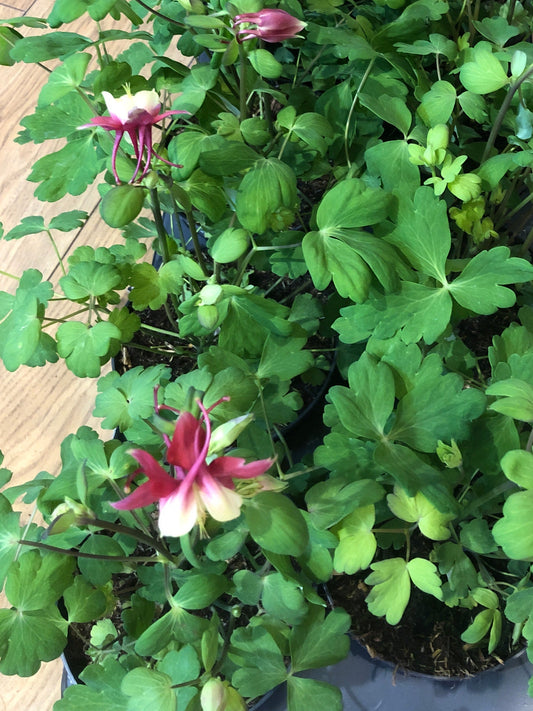 Aquilegia Earlybird Red White