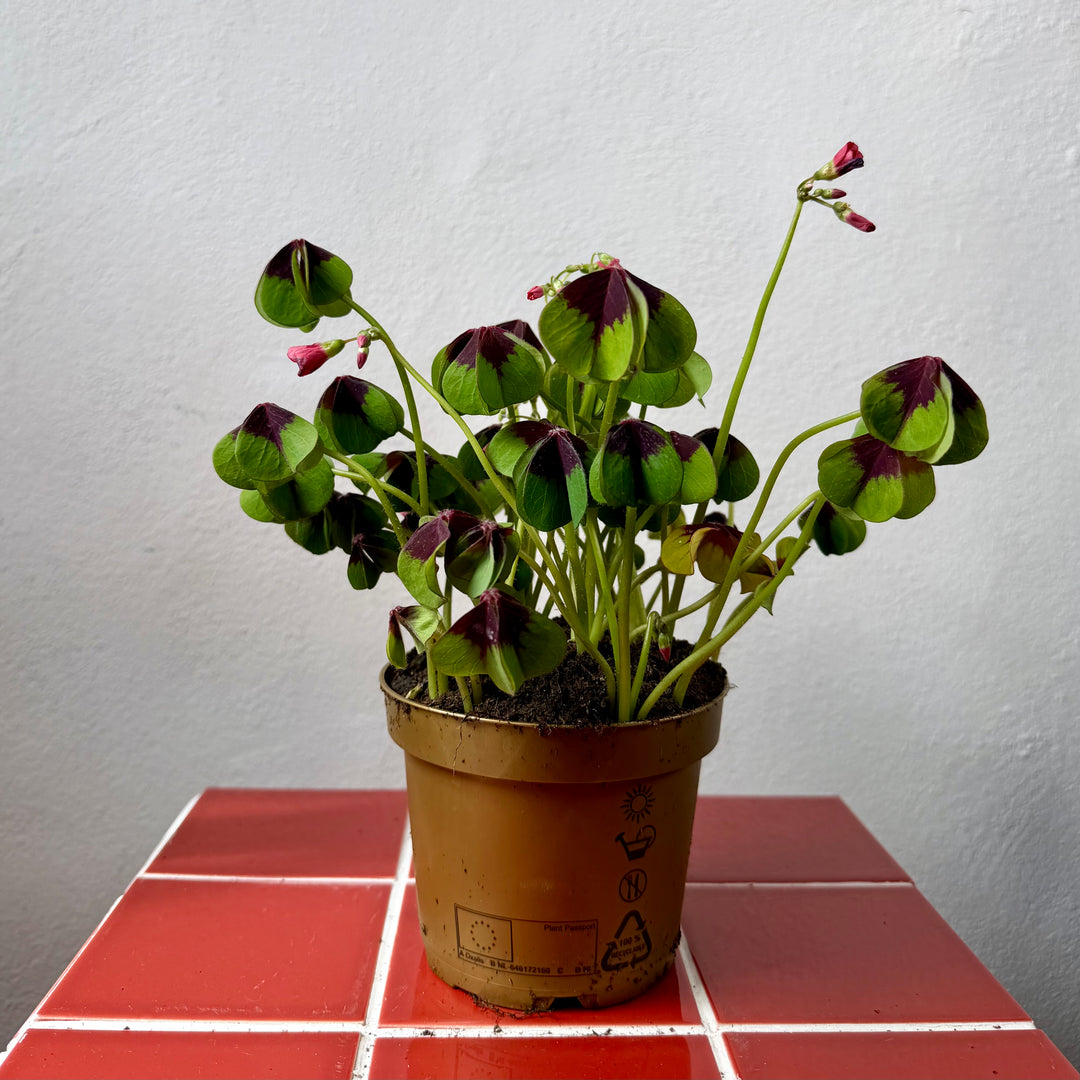 Oxalis Iron Cross - False Shamrock