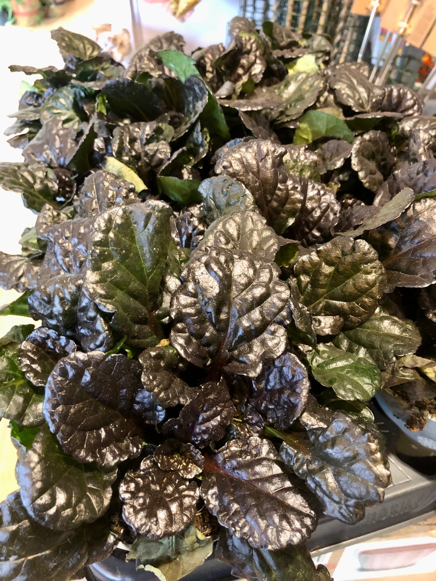 Ajuga reptans Black Scallop