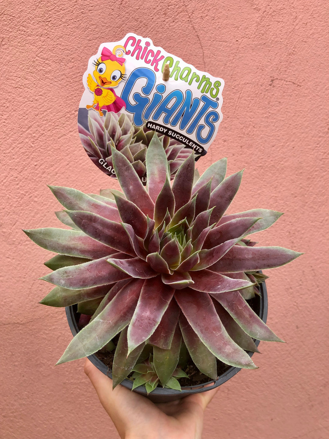 Sempervivum ‘Glacier Blue’
