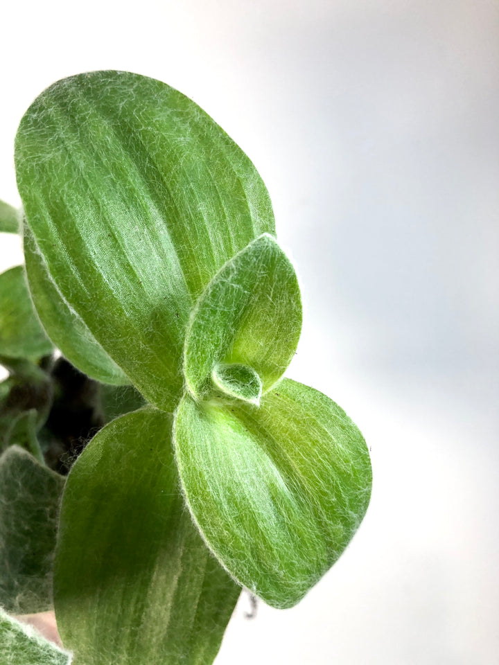 Tradescantia Sillamontana