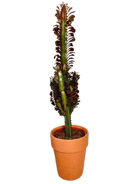 Euphorbia Trigona  Rubra