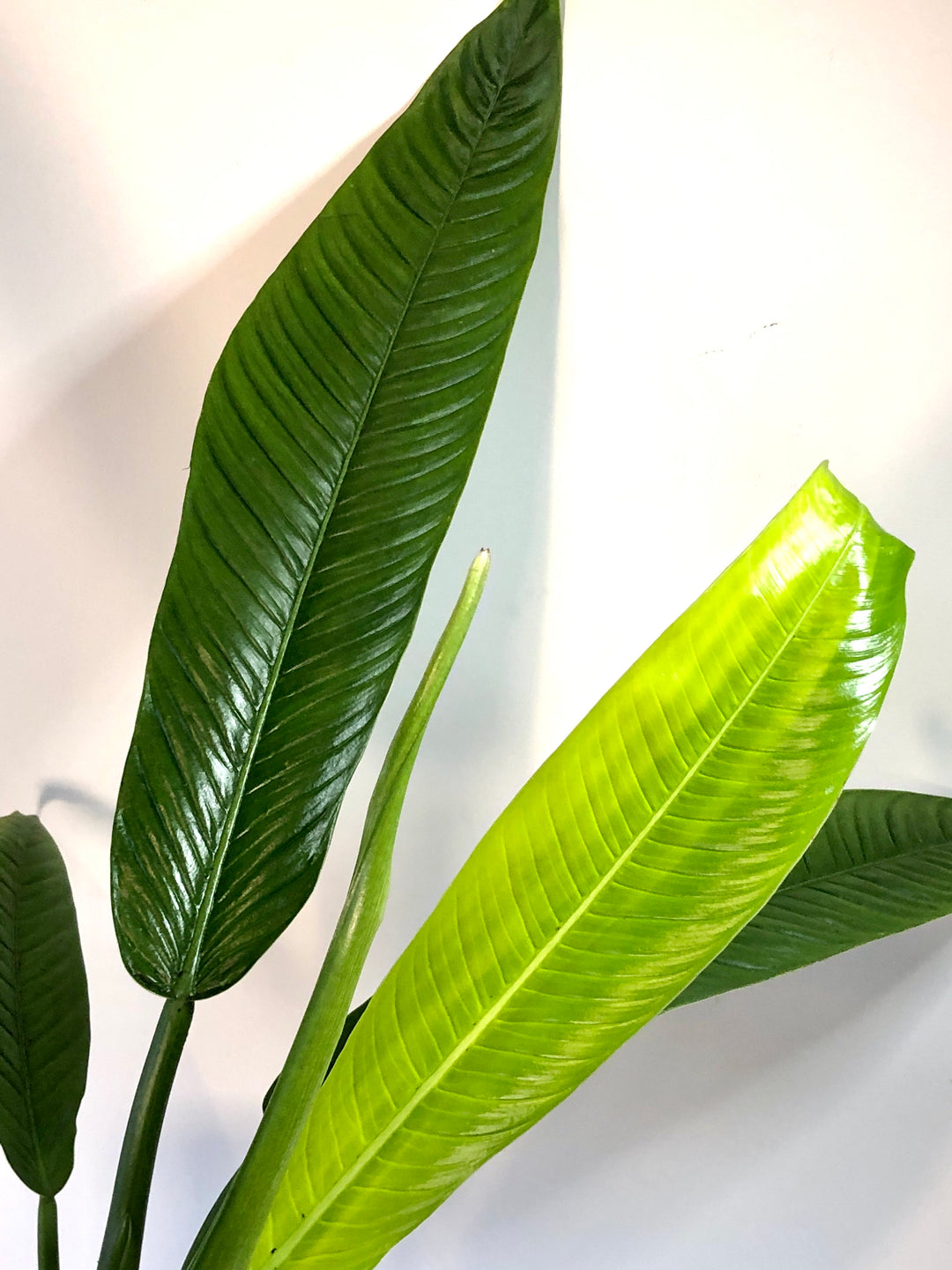 Philodendron Campii