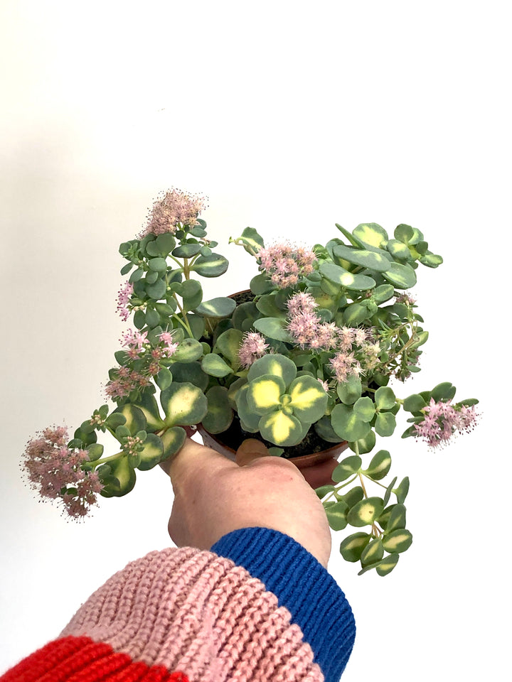 Sedum Sieboldii