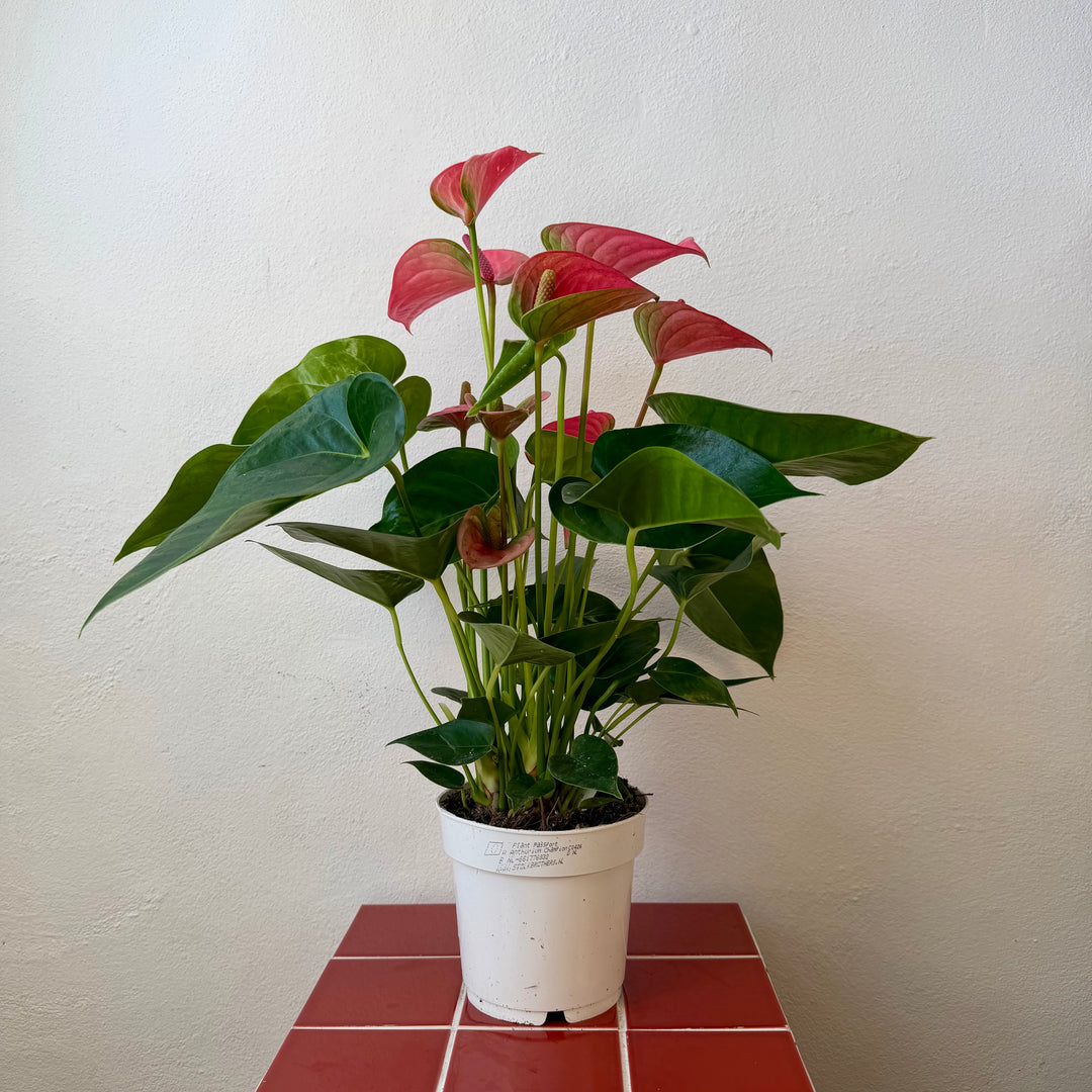 Anthurium Andreanum Pink Champion