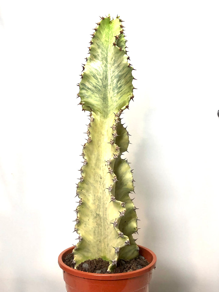 Euphorbia ingens 'Marmorata' - Ghost Cactus - Variegated Candelabra Tree -Candelabra Tree, Cowboy Cactus, Cactus Euphorbia, Good Luck Cactus.