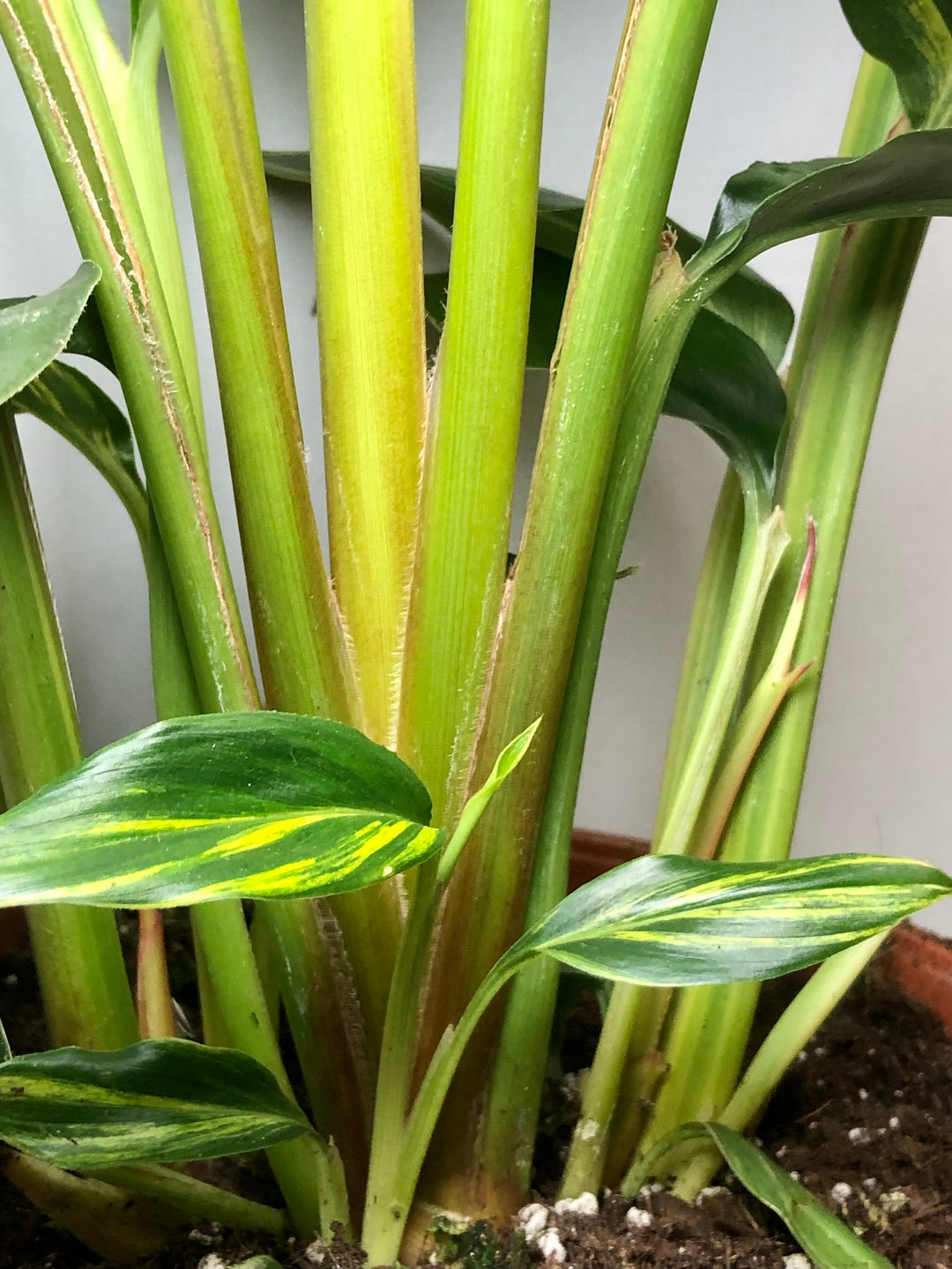 shell ginger indoor plant Alpinia zerumbet 'Variegata' – Variegated Shell Ginger