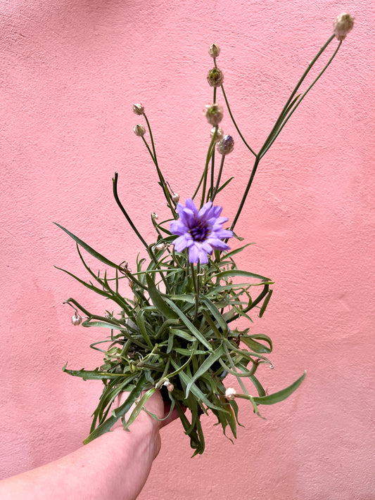 Catananche caerulea - Cupid’s Dart
