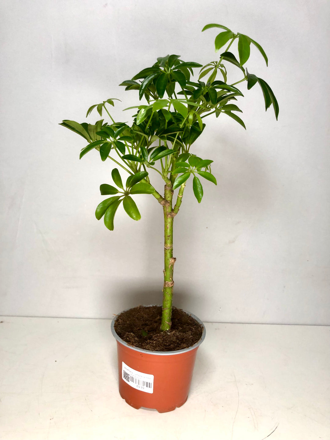 Schefflera - umbrella tree