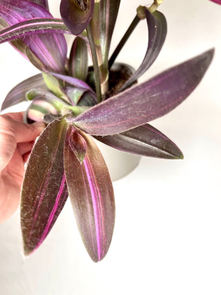 Tradescantia Palida Pink Stripes
